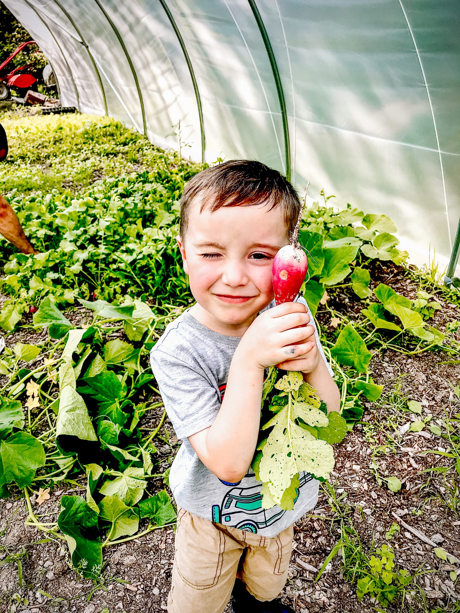 a boy pulls a radish